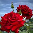 Eileen   Margaret Smith