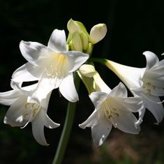 Elaine Marjorie Christine Atkinson