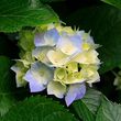 (Betty) Elizabeth Violet Campbell