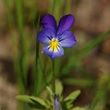 Violet Phyllis Young