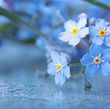 Brenda   Margaret Mulholland