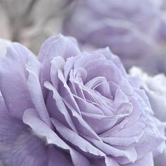 Pauline Frances Brown