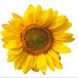 Doreen Gladys Skipper