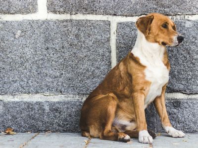 Who will look after my pet when I die?