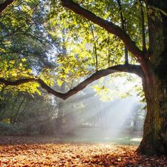 Michael Yates