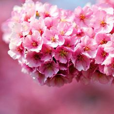 Eileen Margaret Harris