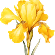 Iris   Christine Valerie Sturrock