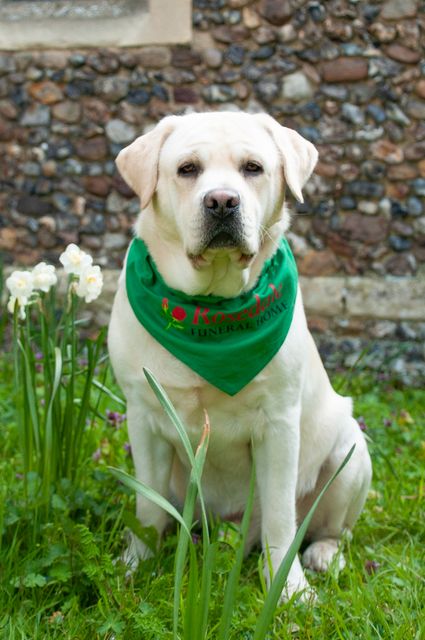 Simba - The Bereavement Dog