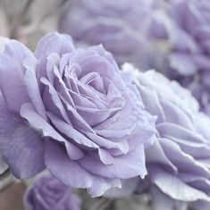 Gladys Lillian Howes