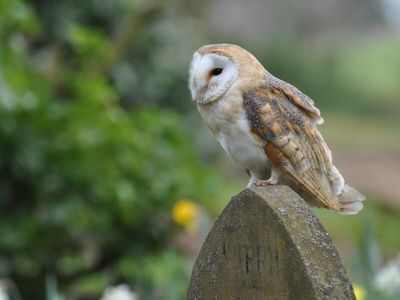 The cemetery nature reserves giving wildlife a home