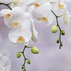 Carole Jane Bramley
