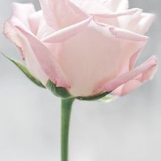 Gwynneth Janet Weeden
