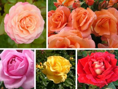 13 beautiful remembrance roses to plant in loving memory