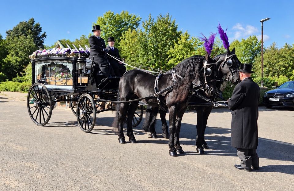 Hearse drawn hearse showing purple plumes.
