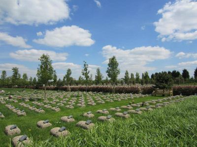 Finding peace and comfort at a Muslim cemetery
