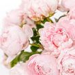 Carol   Elaine Patricia Whitehead
