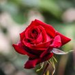 Rose   Green