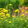 'Juliet' Diana Juliet Beaumont Rush