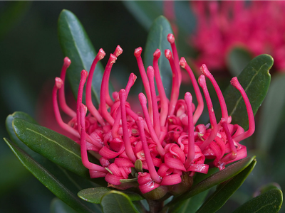 The Australian Language Of Flowers