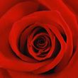 (Roz) Rosalie Ann Austen