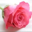 Rose Ann Brisley