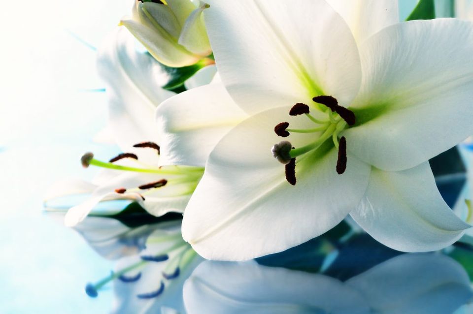 Eternal Pages Funeral Directors, funeral director in London
