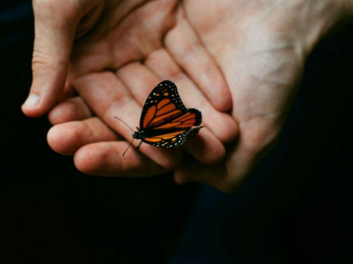A butterfly sitting on gently-cupped hands