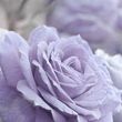 Pauline Frances Brown 