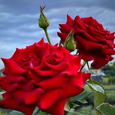 Margaret Rose McGovern 'Rose'