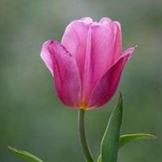 Rosemarie Kroon