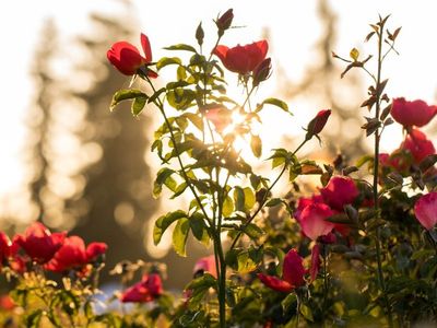 Remembrance Roses for Valentine's Day
