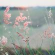 Dalma Rose Woodrow