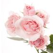 Joan Elizabeth Burford