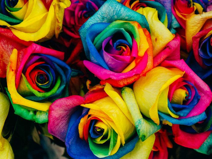 Rainbow coloured flowers