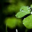 (Rose) Rosemary Ann Lyons