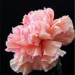 Joyce Elizabeth Larssen