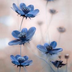 Michelle Dawn Martin