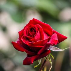 Rose Green