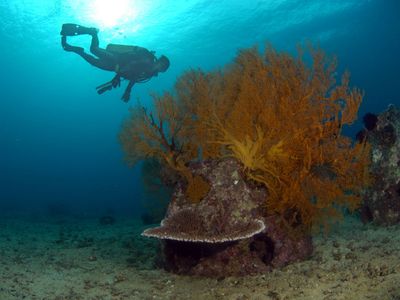Become one with the ocean after you die