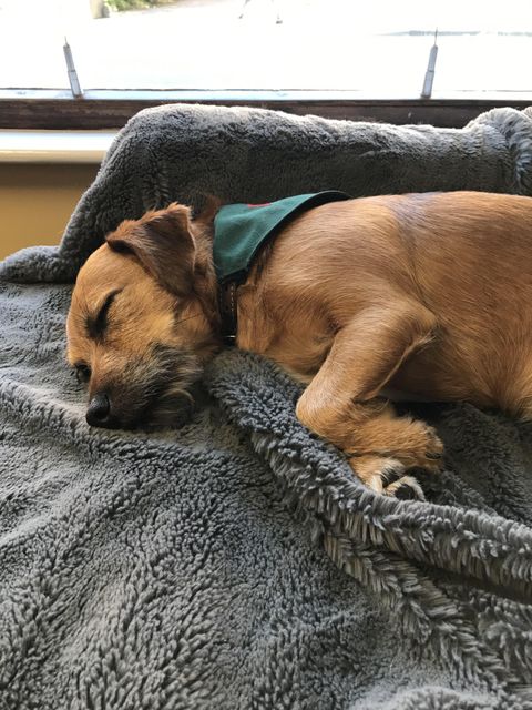 Buzz the bereavement dog