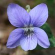 Violet   Shepley