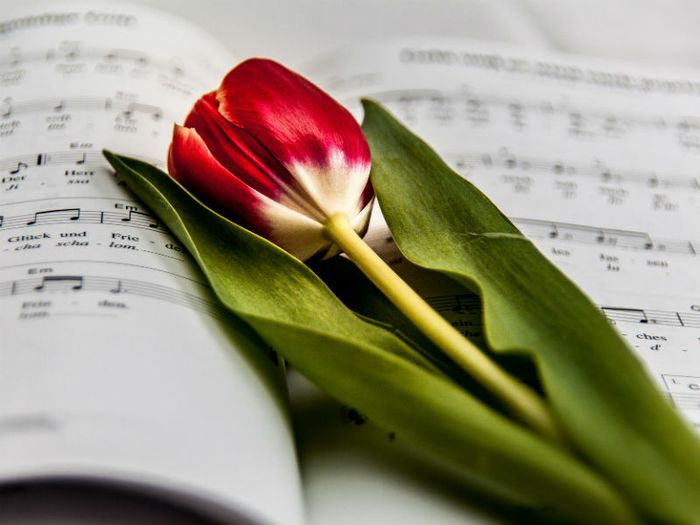 Red tulip on a hymn book