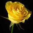 May Churchett