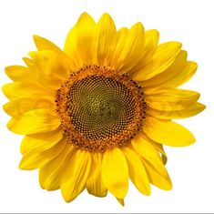 Doreen Gladys Skipper
