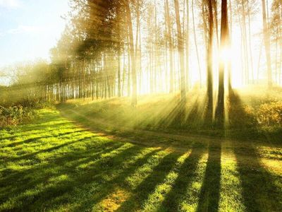 Why is natural burial on the rise?