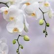 Carole Jane   Bramley