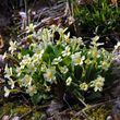 Sheila Primrose  Green 